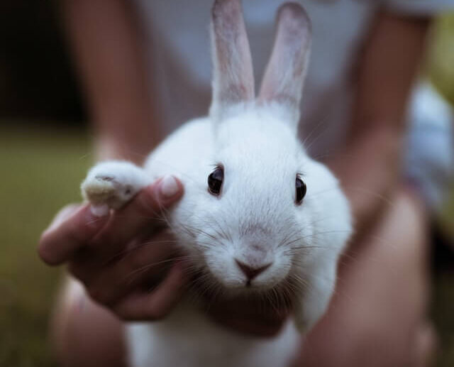 rabbit pet