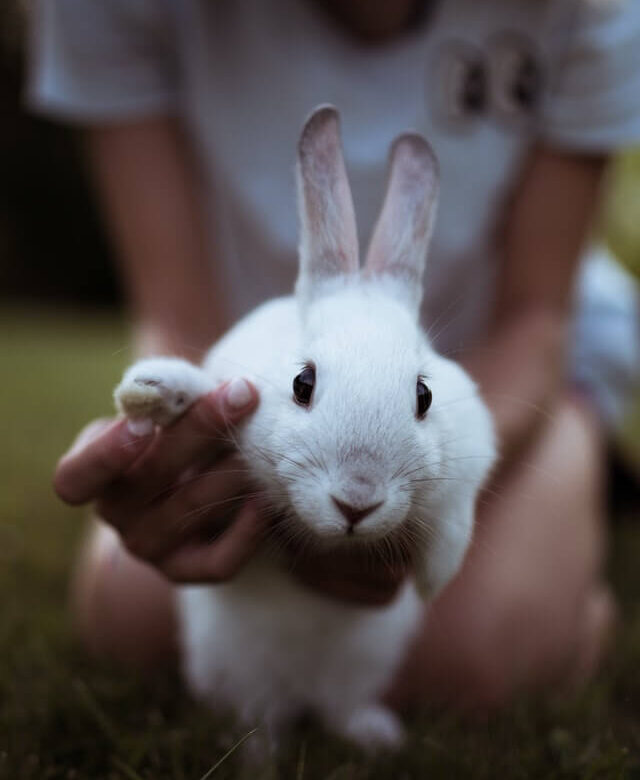 rabbit pet